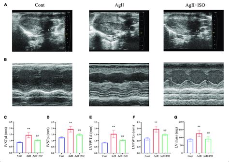 A B Representative B Mode And M Mode Echocardiograms Of Week Old