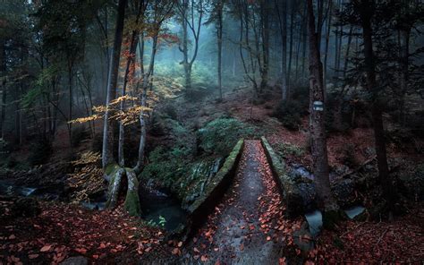 Forest wallpaper, forest, plants, nature, trees HD wallpaper ...