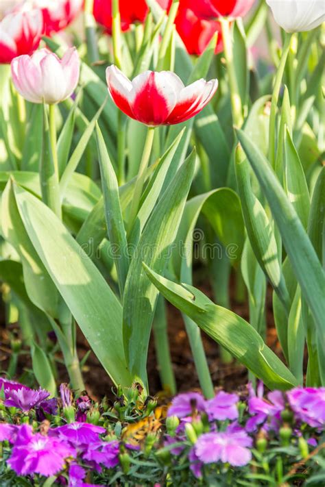 Red Tulips Stock Photo Image Of Botanic Vibrant Spring 36449412