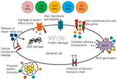 Ijms Free Full Text Mechanistic Insights Into The Antimicrobial