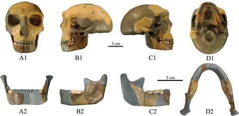 Mysterious 300000 Year Old Skull Could Be New Species Of Human