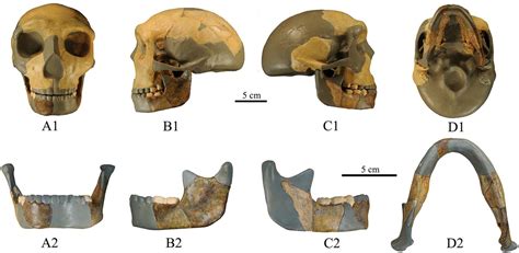 Mysterious 300 000 Year Old Skull Could Be New Species Of Human Researchers Say National