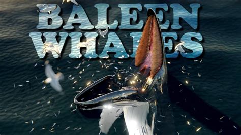 BALEEN WHALES, the biggest eat the smallest - YouTube