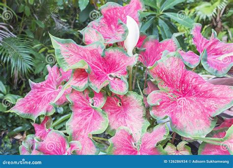 Queen Of The Leafy Plants Caladium Stock Photo Image Of Caladium