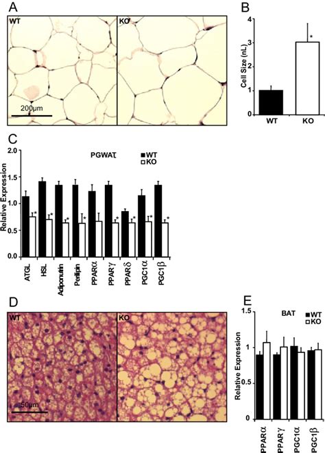 Fgf Ko Ko Mice Develop White Adipocyte Hypertrophy When Fed Kd