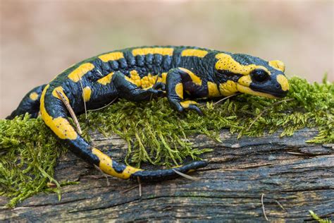 Salamandre Un Amphibien Qui Veut Du Bien à Votre Jardin