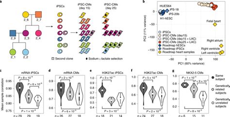 Allele Specific Nkx2 5 Binding Underlies Multiple Genetic Associations