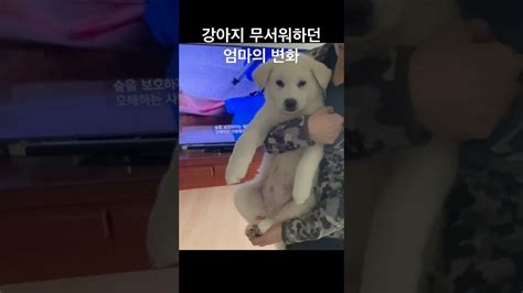 강아지 무서워하던 엄마의 변화🐰 사지말고입양하세요 진도믹스 Jindodog Puppy 유기견 유기견입양 Youtube