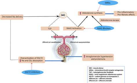 Sodiumglucose Cotransporter Inhibitors And Nonsteroidal