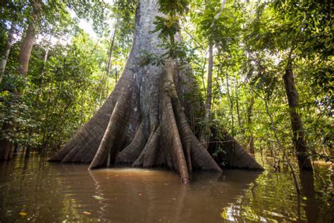 Kapok Tree Stock Photos Pictures And Royalty Free Images Istock