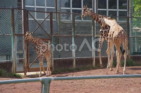 埼玉県こども動物自然公園 キリン No 654003｜写真素材なら「写真ac」無料（フリー）ダウンロードok