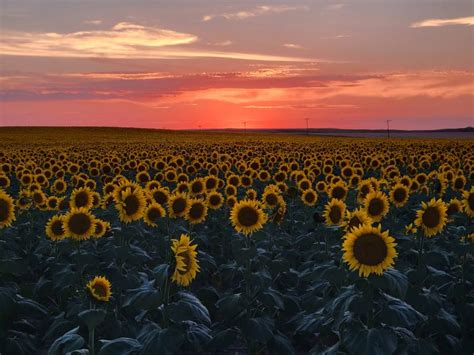 Nd Sunsets And Sunflowers Skyspy Photos Images Video