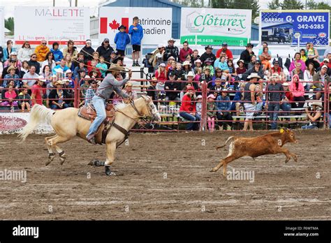 Cowboy Lasso Calf Hi Res Stock Photography And Images Alamy