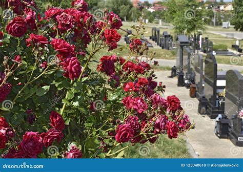 Christian Cemetery And Rose Bush Stock Photo Image Of Roses Grey