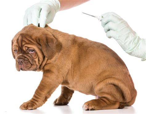 Dog Microchip Cost Everything You Need To Know About Microchipping