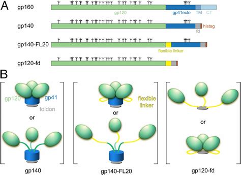 Hiv Envelope Structure