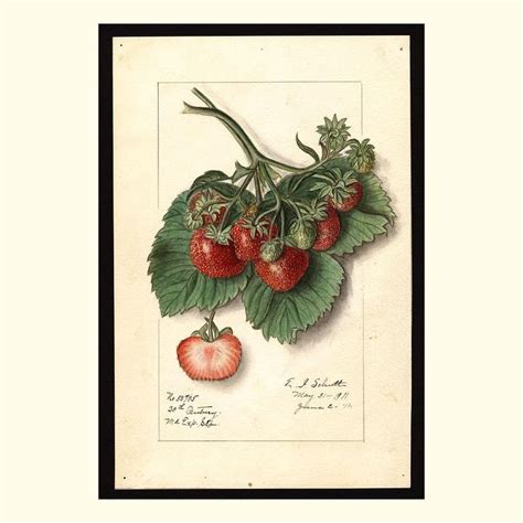 Old Fruit Pictures On Twitter Th Century Strawberries Painted By