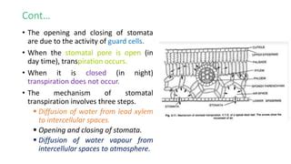 Mechanism Of Stomatal Transpiration PPT