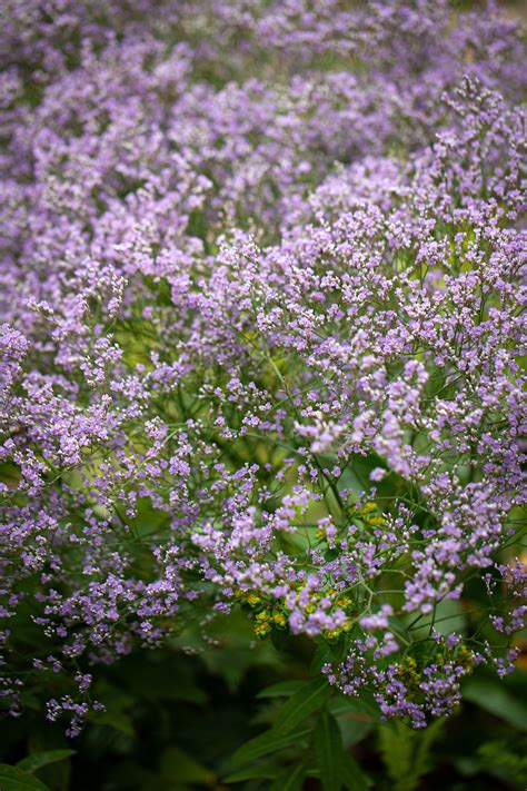Limonium Latifolium Seeds £295 From Chiltern Seeds Chiltern Seeds