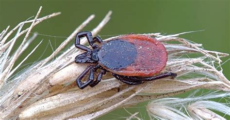 The Origin Of Ticks And The Genesis And Emergence Of Lyme Disease