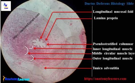 Ductus Deferens Histology - Complete Histological Features of Vas Deferens Slide ...