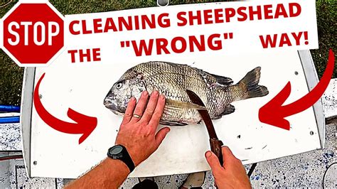 Best Way To Clean Sheepshead Gigging Video Youtube