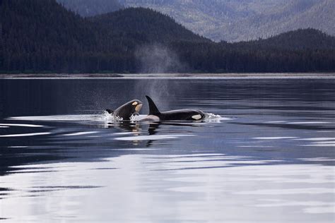 Researchers won't take dead orca calf away from mother as she carries it into a 17th day