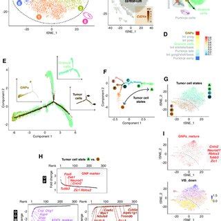 The Transcriptome Landscape Of Murine Shh Medulloblastoma A