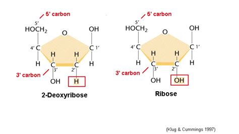 Biological Macromolecules SIMPLIFIED: Nucleic Acids - YouTube