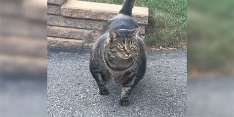 Meet Buff Cat The Super Swole Kitty Winning The Internets Heart