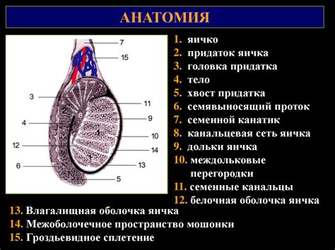 Строение яичка анатомия