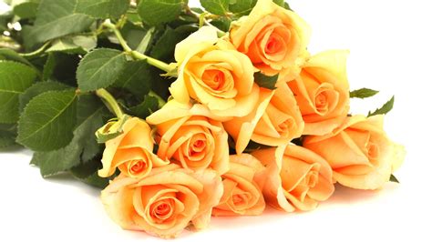 Wallpaper Yellow roses, white background 3840x2160 UHD 4K Picture, Image