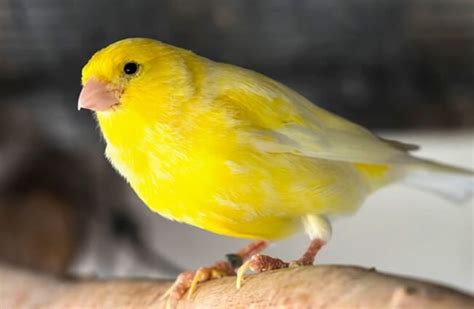 Canary - Description, Habitat, Image, Diet, and Interesting Facts