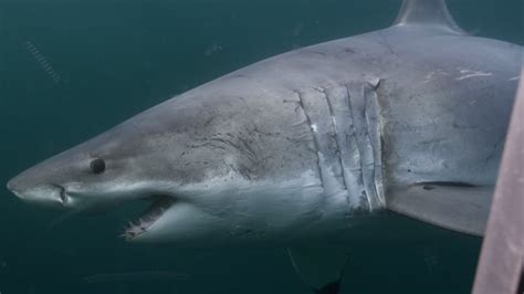 Great White Sharks Live Off Canada S East Coast And We Went On A Mission To Find Them Cbc