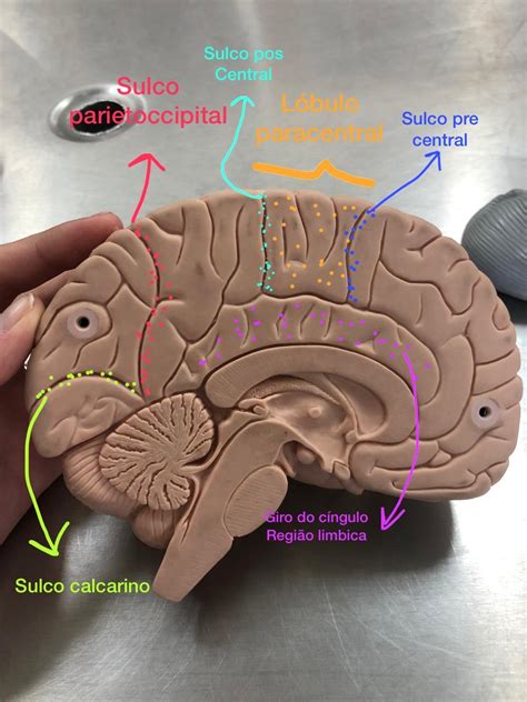 Giros E Sulcos Cerebrais LIBRAIN