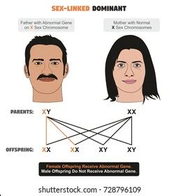 Sex Linked Dominant Hereditary Trait Infographic Diagram Stock Vector Royalty Free