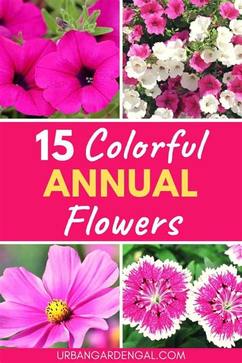 Colorful annual flowers are great for bringing color to your garden. With annuals you can change ...