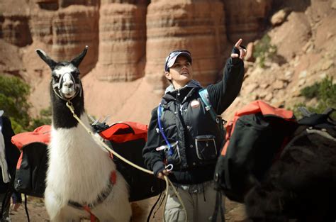 The Jaunt Wilderness Ridge Trail Llamas