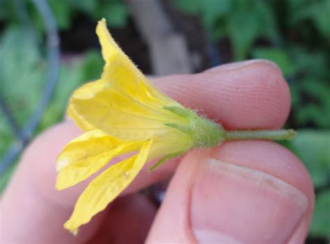 The Scientific Gardener Hand Pollinating Melons