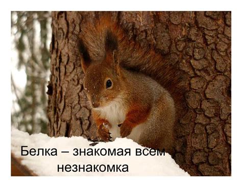 Calaméo - Белка - знакомая всем незнакомка