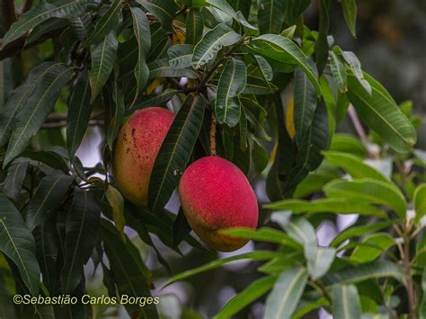 Manga Mangifera Indica L Sebastiao Carlos Borges Flickr