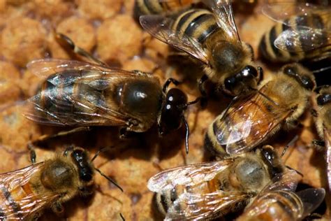 ¿Qué Es Una Abeja Zángano? Funciones De Las Abejas Melíferas Explicadas ...