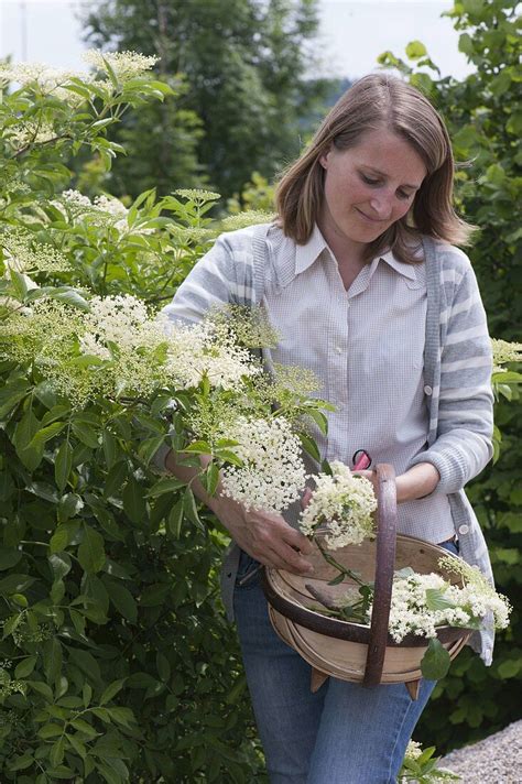 Frau erntet Blüten von Sambucus nigra Bild kaufen 12180371 Image