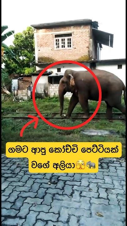 උදේ පාන්දර ගම මැදින් වැඩටයන වල් අලි🫣🐘shorts Shortvideo Elephant