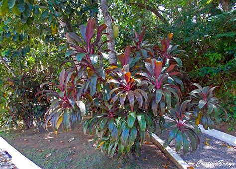 Dracena Vermelha Cordyline Terminalis Flores E Folhagens Folhagem