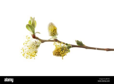 Pussy Willow Blossom And Fresh New Leaves Isolated Against White Stock Photo Alamy