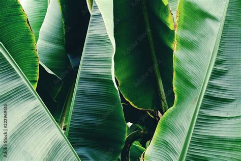 Group Of Big Green Banana Leaves Of Exotic Palm Tree In Soft Natural