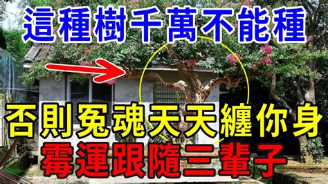 家中有樹旺風水，但這種樹千萬不能種！否則冤魂天天纏你身，霉運跟隨三輩子！ 一禪一悟 風水 運勢 國學文化 Youtube