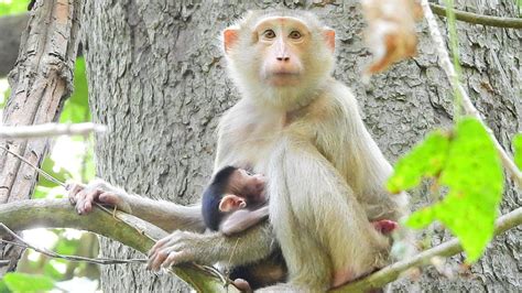 Baby Kenzo Got Breastfeeding From Mummy Katrina On The Tree Youtube