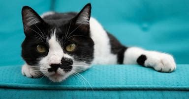Cream-Colored Cats: Get the Facts and See the Breeds